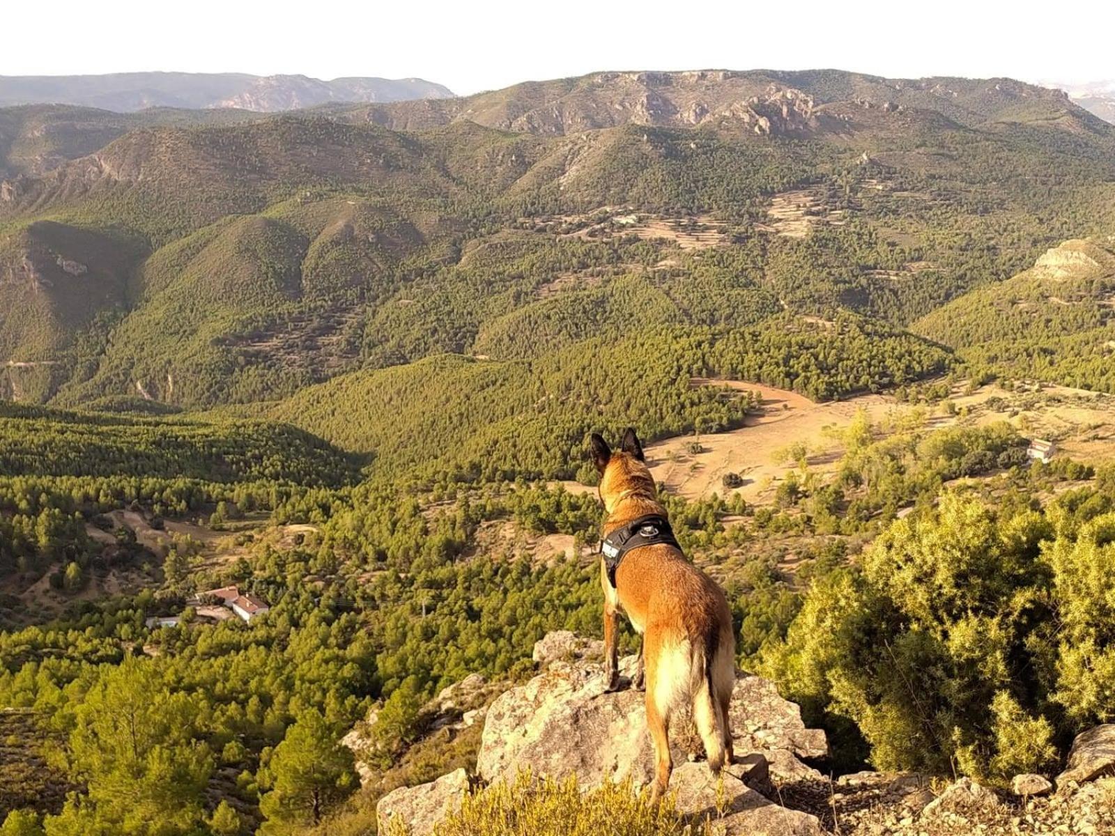 Las Encinas Yeste Luaran gambar
